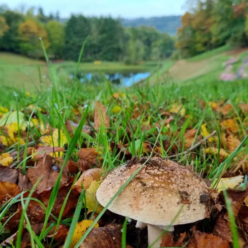 vallon-estivaux-camping-epicerie12